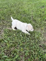 Juno , a male Labrador Retriever for sale in Richland Center, WI – 7 of 10