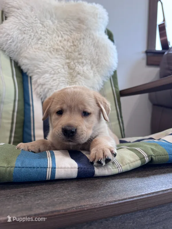Jett – Labrador Retriever puppy for sale in Richland Center, WI