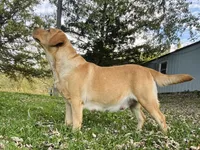 Jett, a male Labrador Retriever for sale in Richland Center, WI – 6 of 7