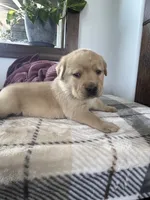 Jett , a male Labrador Retriever for sale in Richland Center, WI – 4 of 9