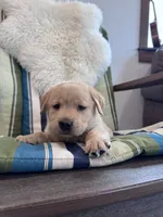 Jett , a male Labrador Retriever for sale in Richland Center, WI – 3 of 9
