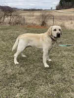 Jett, a male Labrador Retriever for sale in Richland Center, WI – 7 of 7