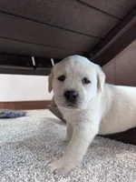 Juno , a male Labrador Retriever for sale in Richland Center, WI – 6 of 10