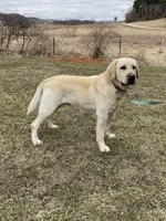 Murphy, a male Labrador Retriever for sale in Richland Center, WI – Photo 4 of 4