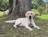 Murphy, a male Labrador Retriever for sale in Richland Center, WI – Photo 3 of 4