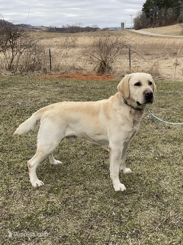 Murphy, a male Labrador Retriever for sale in Richland Center, WI – Photo 1 of 4