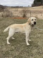 Murphy, a male Labrador Retriever for sale in Richland Center, WI – Photo 1 of 4