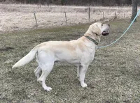 Murphy, a male Labrador Retriever for sale in Richland Center, WI – Photo 2 of 4