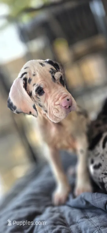 Harlequin Female (Blue) – Great Dane puppy for sale in San Tan Valley, AZ