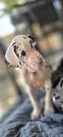 Harlequin Female (Blue), a female Great Dane for sale in San Tan Valley, AZ – 2 of 10