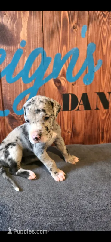 Merle Female  – Great Dane puppy for sale in San Tan Valley, AZ