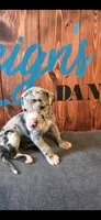 Merle Female , a female Great Dane for sale in San Tan Valley, AZ – 1 of 4