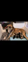 Black Female , a female Great Dane for sale in San Tan Valley, AZ – 4 of 4