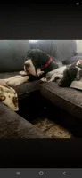 Mantle Male (Runt), a male Great Dane for sale in San Tan Valley, AZ – 8 of 8