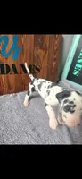 Harlequin Female (Sassy), a female Great Dane for sale in San Tan Valley, AZ – 1 of 7