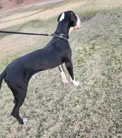 Mantle Female, a female Great Dane for sale in San Tan Valley, AZ – 6 of 6