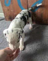 Harlequin Male , a male Great Dane for sale in San Tan Valley, AZ – 5 of 8