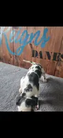 Harlequin Female (Sassy), a female Great Dane for sale in San Tan Valley, AZ – 5 of 7