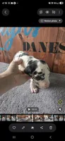 Harlequin Female (Sassy), a female Great Dane for sale in San Tan Valley, AZ – 4 of 7