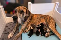 Mantle Female, a female Great Dane for sale in San Tan Valley, AZ – 4 of 6
