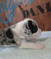 Mantle Merle Female, a female Great Dane for sale in San Tan Valley, AZ – 3 of 6
