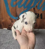 Harlequin Male , a male Great Dane for sale in San Tan Valley, AZ – 4 of 8