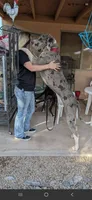 Merle Female , a female Great Dane for sale in San Tan Valley, AZ – 4 of 4