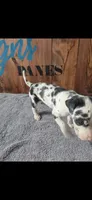 Harlequin Female (Sassy), a female Great Dane for sale in San Tan Valley, AZ – 2 of 7