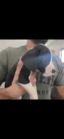 Mantle Male (Runt), a male Great Dane for sale in San Tan Valley, AZ – 6 of 8