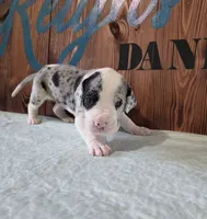 Mantle Merle Female, a female Great Dane for sale in San Tan Valley, AZ – 2 of 6
