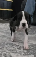 Mantle Male (Runt), a male Great Dane for sale in San Tan Valley, AZ – 5 of 8