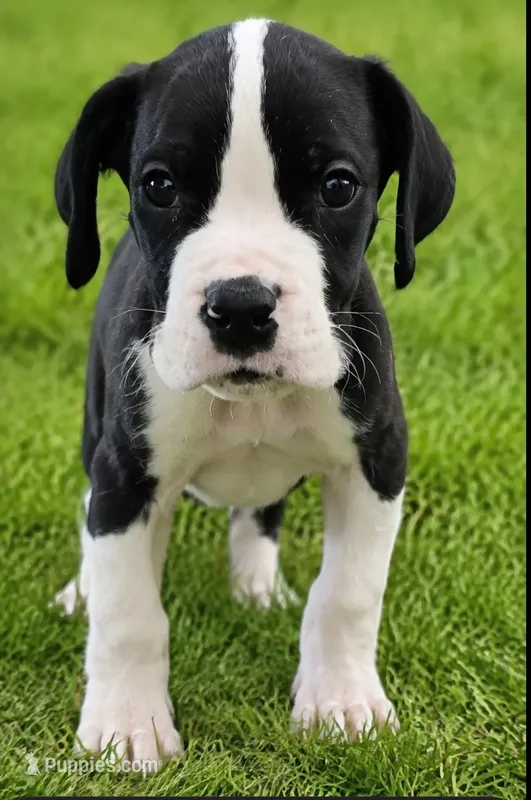 Mantle Male (Runt) – Great Dane puppy for sale in San Tan Valley, AZ