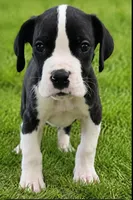Mantle Male (Runt), a male Great Dane for sale in San Tan Valley, AZ – 1 of 8