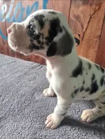Harlequin Female (Blue), a female Great Dane for sale in San Tan Valley, AZ – 4 of 7