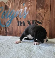 Mantle Female, a female Great Dane for sale in San Tan Valley, AZ – 3 of 6