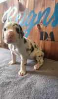 Harlequin Female (Blue), a female Great Dane for sale in San Tan Valley, AZ – 3 of 7