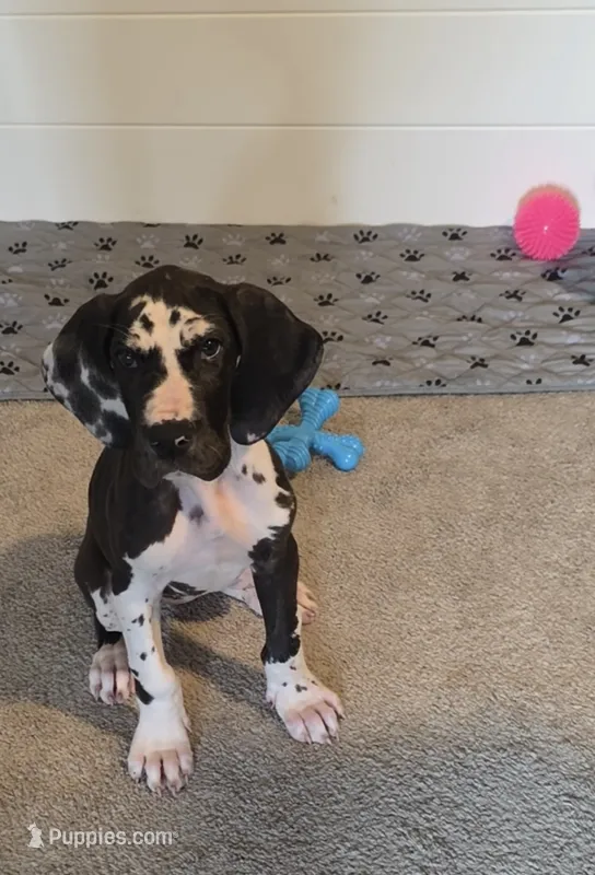 Blanketed Harlequin Female – Great Dane puppy for sale in San Tan Valley, AZ
