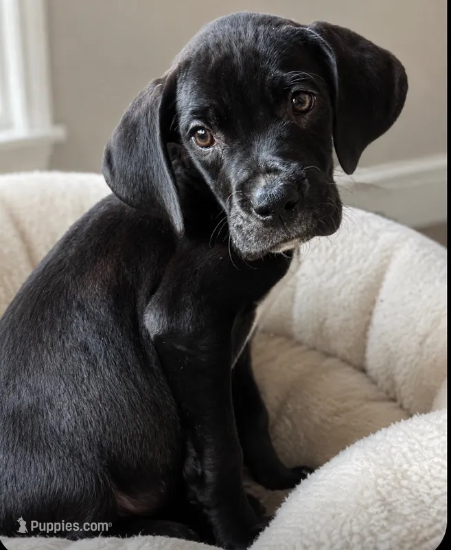 Black Female  – Great Dane puppy for sale in San Tan Valley, AZ