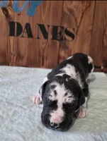 Blanketed Harlequin Female, a female Great Dane for sale in San Tan Valley, AZ – 2 of 7