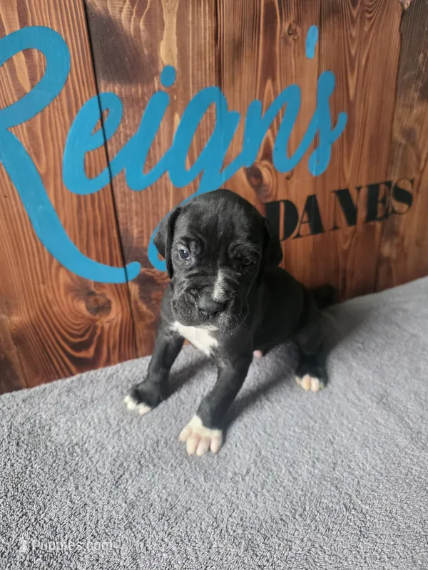 Black Male – Great Dane puppy for sale in San Tan Valley, AZ