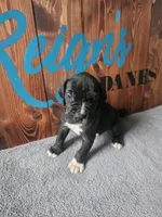 Black Male, a male Great Dane for sale in San Tan Valley, AZ – 1 of 3