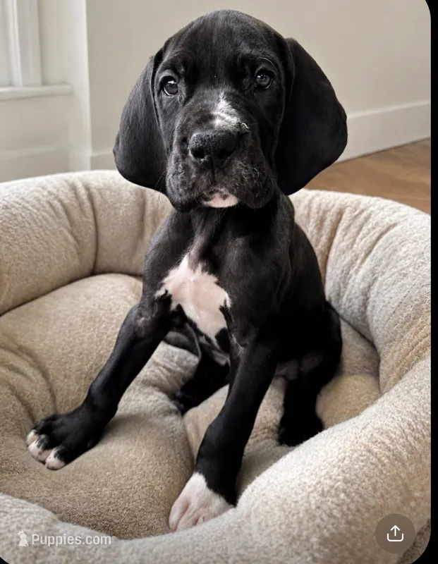 Black Male – Great Dane puppy for sale in San Tan Valley, AZ