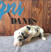 Harlequin Female (Blue), a female Great Dane for sale in San Tan Valley, AZ – 5 of 7