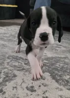 Mantle Male (Runt), a male Great Dane for sale in San Tan Valley, AZ – 4 of 8
