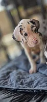 Harlequin Female (Blue), a female Great Dane for sale in San Tan Valley, AZ – 3 of 10