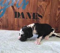 Blanketed Harlequin Female, a female Great Dane for sale in San Tan Valley, AZ – 3 of 7