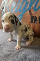 Harlequin Female (Blue), a female Great Dane for sale in San Tan Valley, AZ – 2 of 7