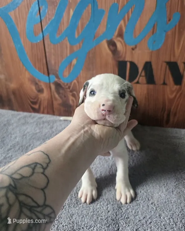 Harlequin Male  – Great Dane puppy for sale in San Tan Valley, AZ