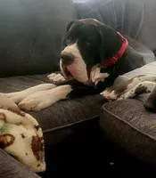 Mantle Female, a female Great Dane for sale in San Tan Valley, AZ – 5 of 6
