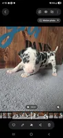 Harlequin Female (Sassy), a female Great Dane for sale in San Tan Valley, AZ – 3 of 7
